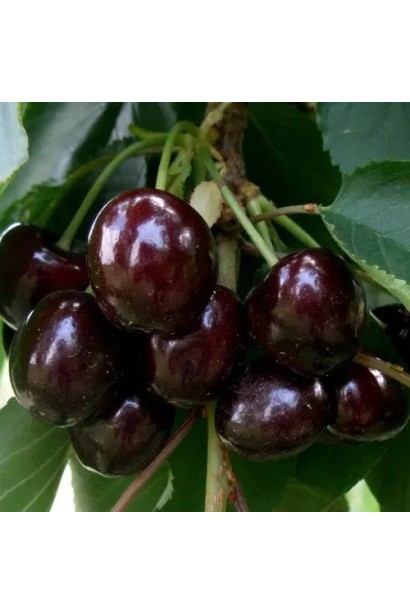 Черешня великоплідна Блек Стар 